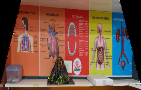 Human body science charts display